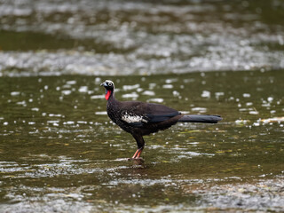 Black-fronted Piping Guan  standing in shallow water