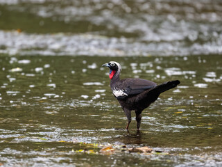 Fototapeta premium Black-fronted Piping Guan standing in shallow water