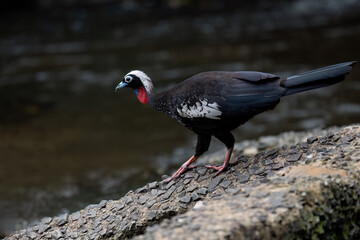 Black-fronted Piping Guan closeup portrait against green water