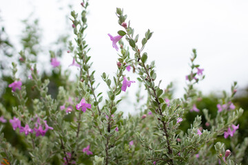 blooming Leucophyllum frutescens lilac flowers
