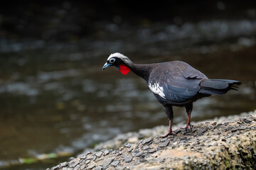 Black-fronted Piping Guan closeup portrait against green water