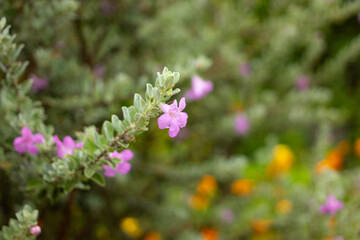 Fototapeta premium Leucophyllum frutescens lilac flower