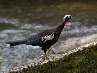 Black-fronted Piping Guan (Pipile jacutinga), a striking bird with a black body, white markings, and a vibrant red throat, standing in shallow water
