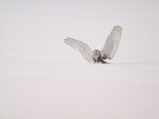 Female Snowy Owl landing on the snow field