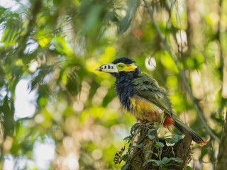 Spot-billed Toucanet on tree branch, portrait
