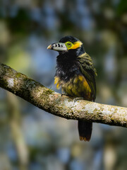 Spot-billed Toucanet on tree branch, portrait