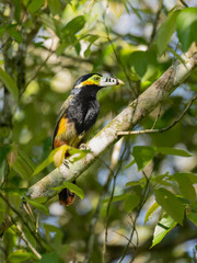 Spot-billed Toucanet on tree branch, portrait