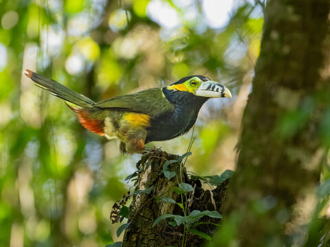 Spot-billed Toucanet on tree branch, portrait