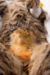 Sutured area of a cat after neutering surgery