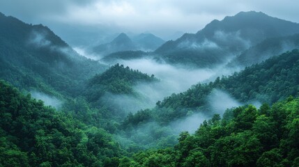 landscape green mountains forest with rain fog at doi chang chiang rai thailand