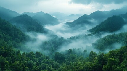 landscape green mountains forest with rain fog at doi chang chiang rai thailand