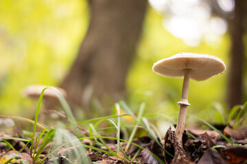 森の中で生えていたカラカサタケ