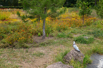 Pigeon perched on a rock in a lawn with colorful wildflowers, surrounded by grass and young pine trees.
