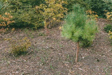 Young pine tree surrounded by garden shrubs and soil consisting of crumbled bark. Ideal for...