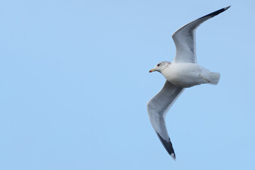 California Gull in Graceful Flight