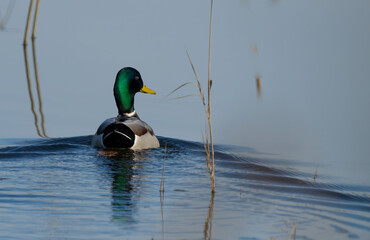 Mallard Duck in Beautiful Winter Light