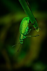 Silver-Green Weevil (beetle closeup) on a Leaf, Blurry Background with copy space