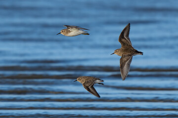 Western Sandpipers Fly at the Beach in Grayland Washington