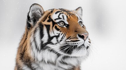 Naklejka premium photo of a tiger isolated on a white background tiger