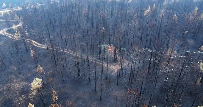 Aerial shot of burnt trees forest fire destruction disaster. Scene is dark and mysterious. Concept of sense of emptiness and solitude
