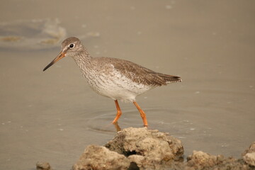 Redshank in the lake
