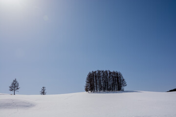 雪の丘とカラマツ林と青空
