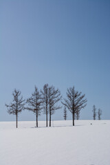 冬の晴れた日の丘に立つカラマツ
