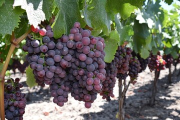 A detailed view of ripe red and purple grapes on a vine under bright sunlight