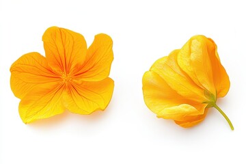 Naklejka premium A vibrant yellow flower Tithonia diversifolia against a white background positioned on the right ideal for decor and artistic inspiration