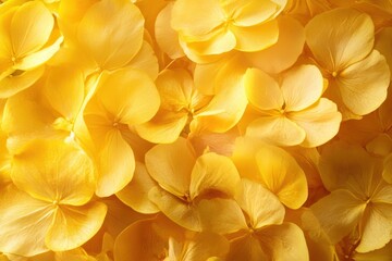 Fototapeta premium background of golden yellow quinces close up