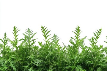 Close up of yarrow plant on white background