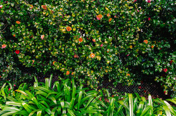 Lush Foliage Fence with Flowers for Natural Background Design