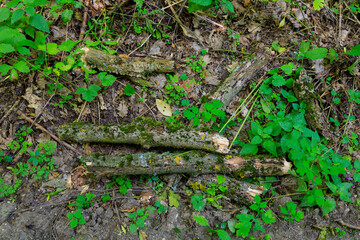 A pile of wood is on the ground next to some green plants