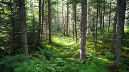 Obraz premium Healthy green trees in a forest of old spruce, fir and pine - ai