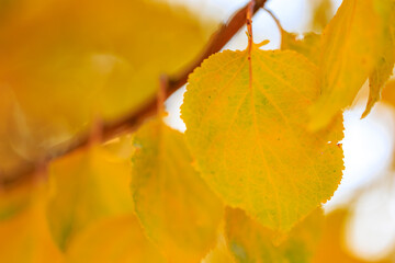 A leaf on a tree is yellow and has a brown spot