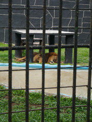 Lion Resting in a Zoo Enclosure  
