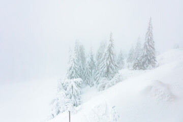 Serene snow-covered forest in winter wonderland