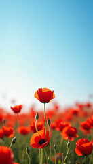 Obraz premium Vibrant Red Poppies Against Blue Sky, Natural Summer Beauty