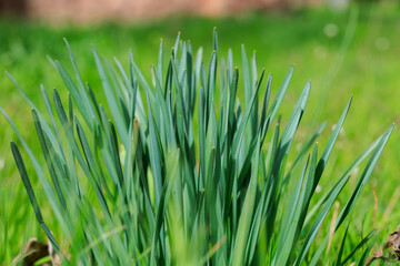A bunch of green grass with some brown spots