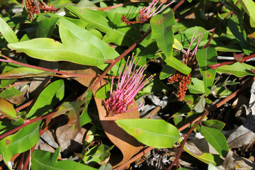 Obraz premium Pink flower and green leaves on a grevillea plant in a native Australian garden