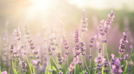Obraz premium Serene Lavender Field at Sunset: A Breathtaking View of Nature's Beauty