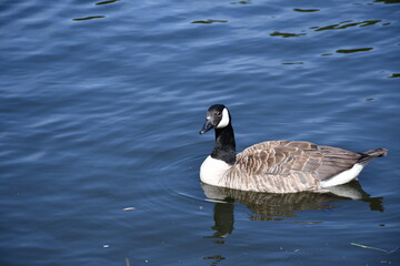 country goose swimming in water