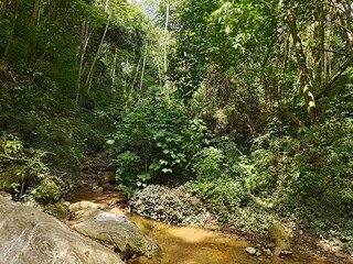 Bosque con árboles altos y vegetación de la flora tropical de Venezuela