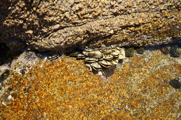 Genkaishima - lichen on rock