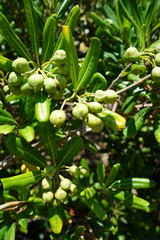 Genkaishima - close up of a plant