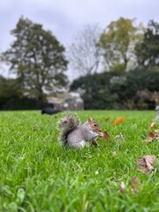 squirrel in the park