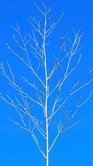 Obraz premium A bare tree with thin branches against a clear blue sky, showcasing the stark beauty of nature in winter or early spring.