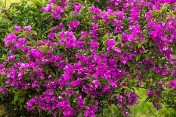 buganvília pink flowers in the garden