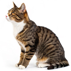 cat isolated on white