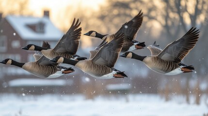 Canada geese in flight over snowy landscape.